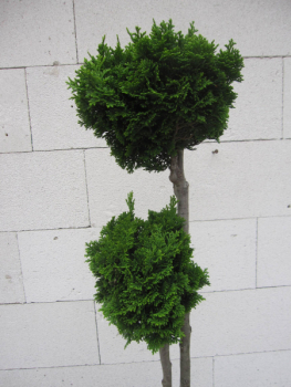 Chamaecyparis obtusa Nana Gracilis 3